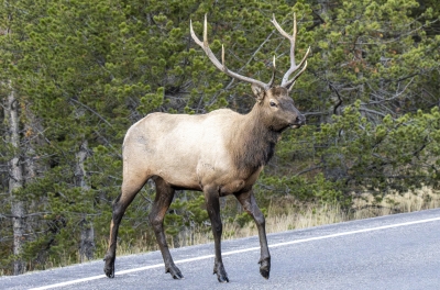 Bull Elk Yellowstone NP Sept 2024